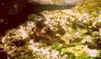 FotosRGES: Crab-under-water-[HR-2004]-RGES